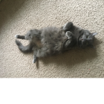 Jinx cat