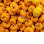 pumpkins xxxxxxxxxxxxxx