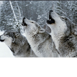 WolfPackWarrior