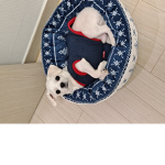 텍스tv로벅