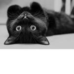 Art Black Cats