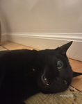 pawprincez