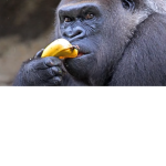 Zoo Developers