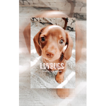 - luvbugs-