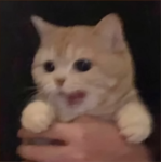 levinkevin09