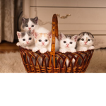 cute kitten crew the 2d