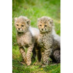 Wild Cheetas