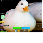 The Royal Duck clan