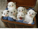 GATUBELOS