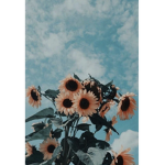 -summers-