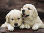 If your a fan of dogs join