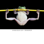 Frooooogssss