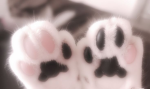 meowanie