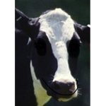#THE COW SQUAD!!!!!