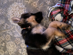 Dogs matter so much