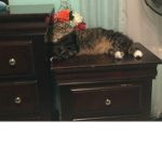 kittys love