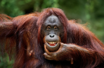 ape party