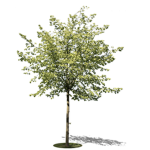 Tree goddess