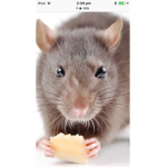 Aesthetic Ratsss
