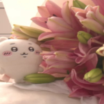 monki cha ･ﾟ