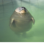 seal clothing :D
