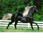 Horseriderz4eva