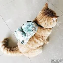 KitSchool  icon