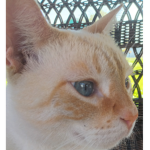 My Cat's Name Is Juice