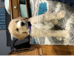What up dawg