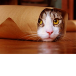 ur cats group