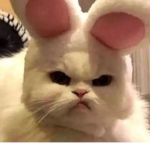 돼지먹어