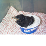 Birb in cewl whip
