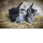 Cats like meaw!
