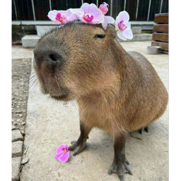 C4PY $WAG⁈