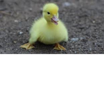The Duck Queendom