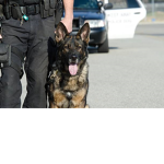 Nuugget army dog Handlers