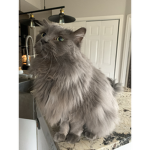 Cat_army_