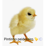 Caruiulina