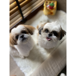 Cookiethepuppy