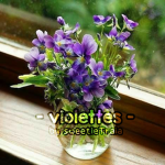 - Violettes -