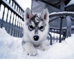 ITS THE HUSKY SQUAD