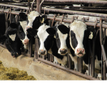 #THE COW SQUAD AMRY