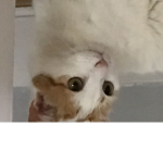 Surprised cat creations
