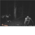 The Rake hunters
