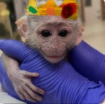Monkey soldiers of monkey clan