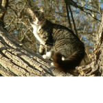 RiftClan warrior cats rp
