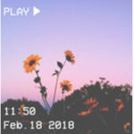Sunflowers~!