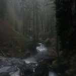 ｑｕｉｅｔ ｆｏｒｅｓｔ