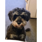 DOG LIKERS ONLY.
