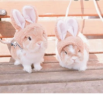 adorably bunnies